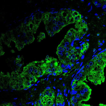 EPO Antibody