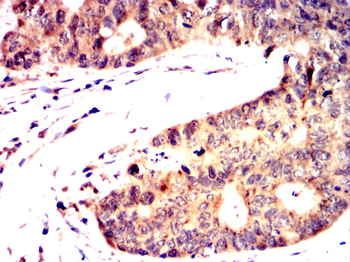EPO Antibody