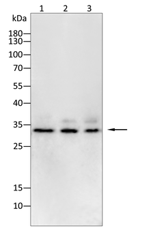 EPO Antibody