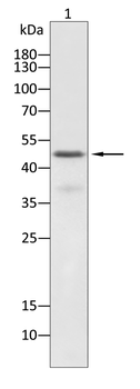 UCHL5 Antibody