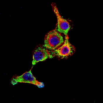 UCHL5 Antibody