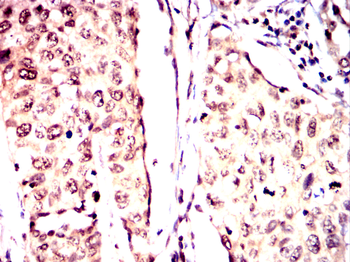 UCHL5 Antibody
