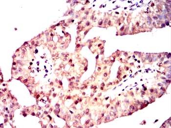 UCHL5 Antibody
