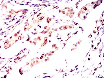 UCHL5 Antibody