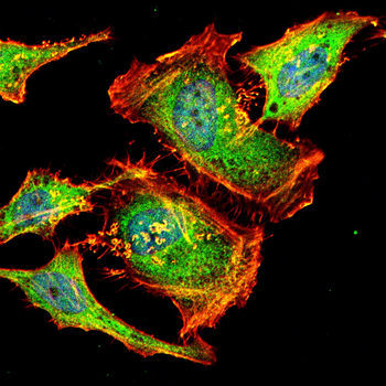 ITGB7 Antibody