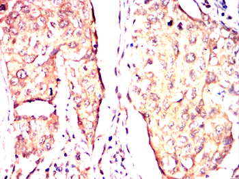 ITGB7 Antibody