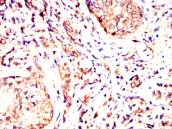 ITGB7 Antibody