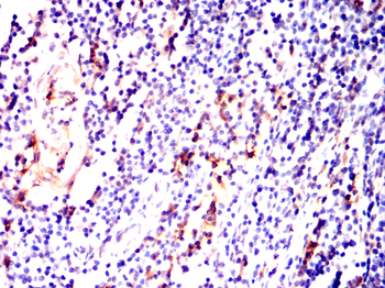 ITGB7 Antibody