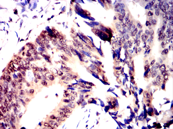 TCF3 Antibody