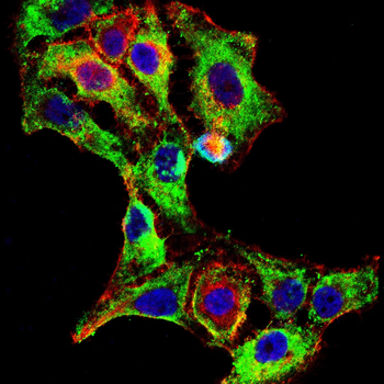KLHL12 Antibody
