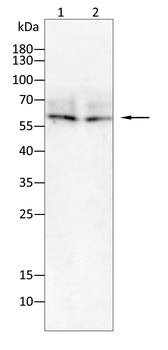 KLHL12 Antibody