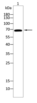 KLHL12 Antibody