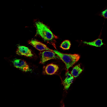CDC27 Antibody