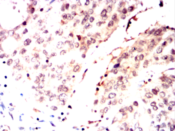 CDC27 Antibody