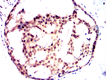 CDC27 Antibody