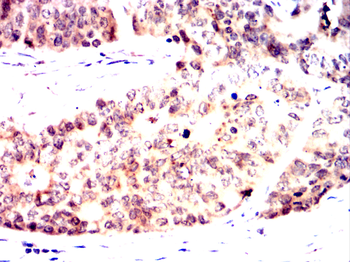 CDC27 Antibody