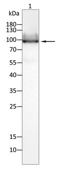 CDC27 Antibody