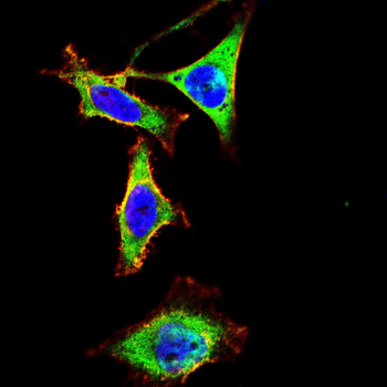 ZBTB16 Antibody