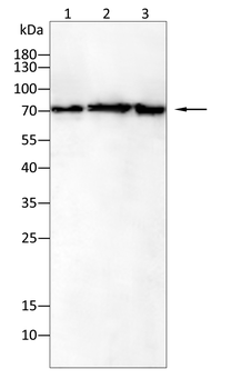 ZBTB16 Antibody