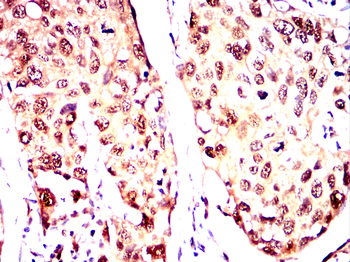 MYOG Antibody