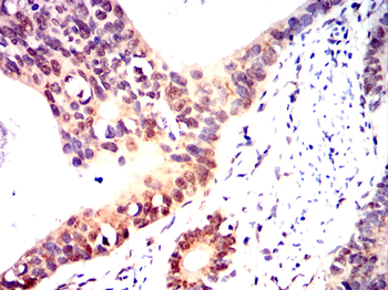 MYOG Antibody
