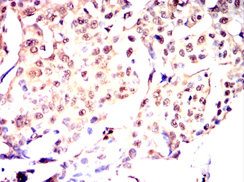 MYOG Antibody