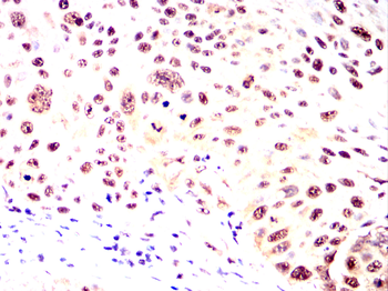 MYOG Antibody