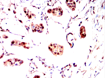 MYOG Antibody