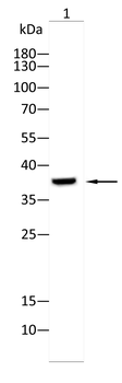 MYOG Antibody
