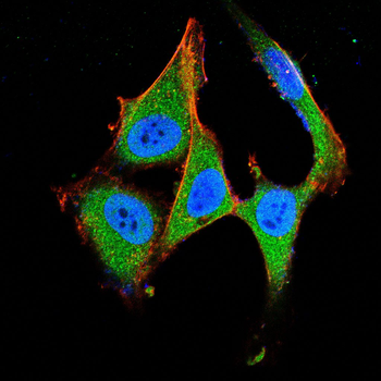 PNOC Antibody