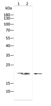 PNOC Antibody
