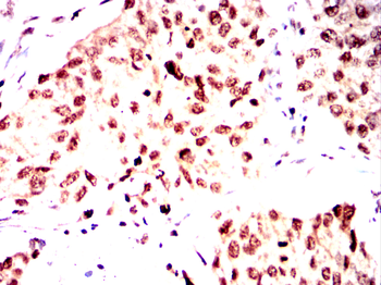 TLE1 Antibody