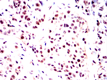 TLE1 Antibody