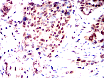 TLE1 Antibody