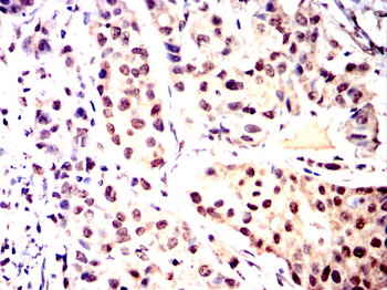 YEATS4 Antibody