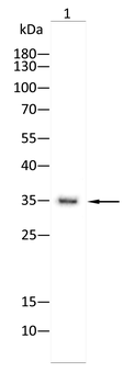 YEATS4 Antibody