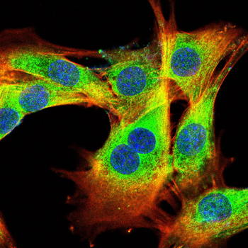 BAP31 Antibody