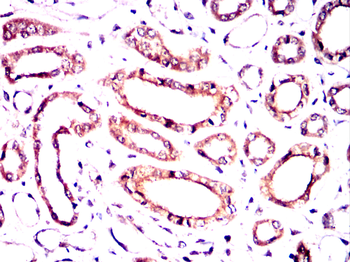 BAP31 Antibody