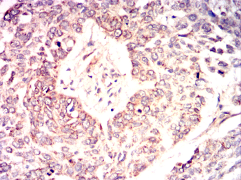 BAP31 Antibody