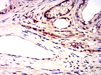 BAP31 Antibody
