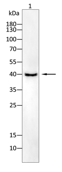 MBD3 Antibody