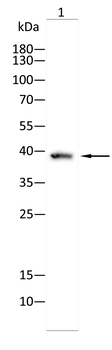 MBD3 Antibody