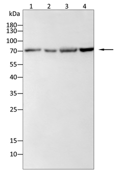 BCL6 Antibody