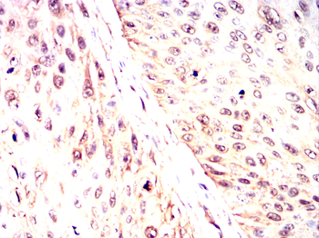 OTUB2 Antibody