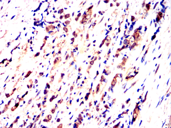 OTUB2 Antibody