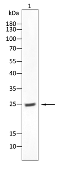 OTUB2 Antibody