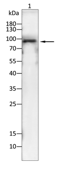 ITGB5 Antibody