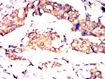 TRBC1 Antibody