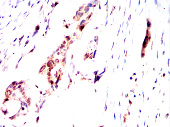NDC80 Antibody