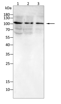 NDC80 Antibody
